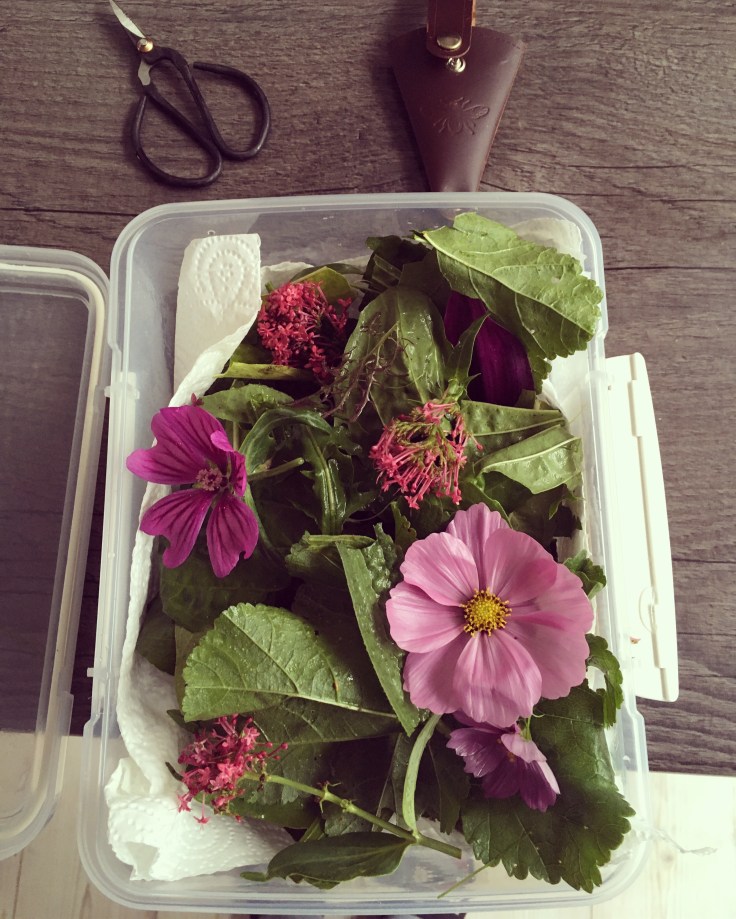 A variety of tortoise leaves and some a few different specimens of pink flowers freshly washed in a plastic container ready for the fridge.