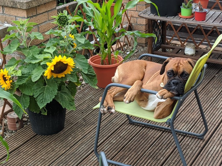 A boxer is curled up on a chair on the decking surrounded by pot plants like sunflowers and corn