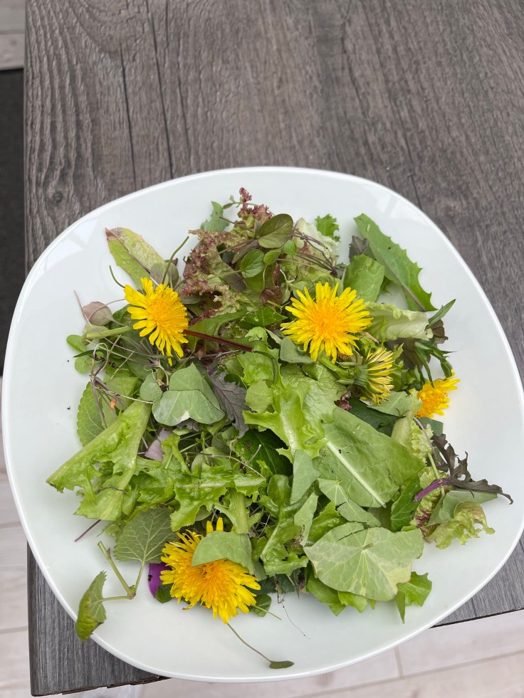 Tortoise salad in a bowl