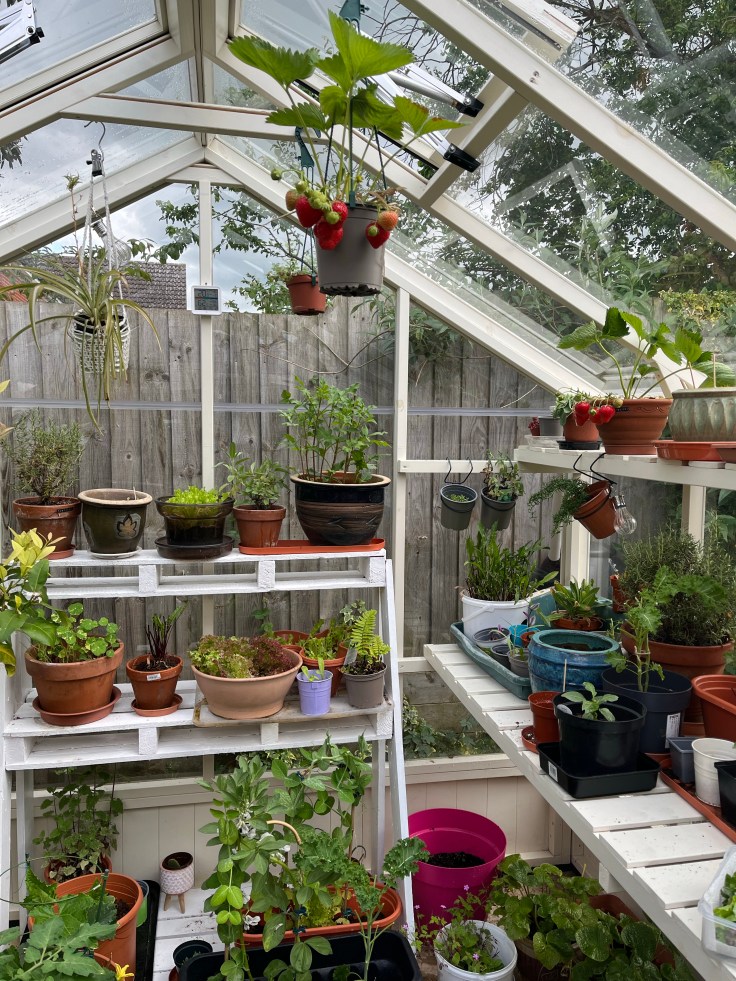 Container plants in a full greenhouse