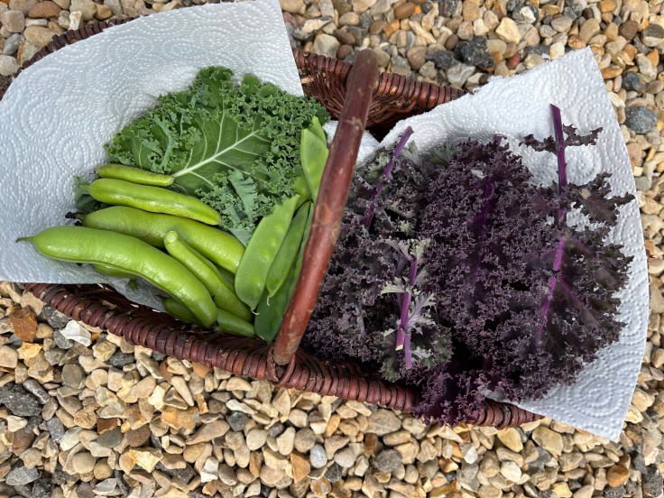Harvest trug of green and purple kale, French beans and mange tout