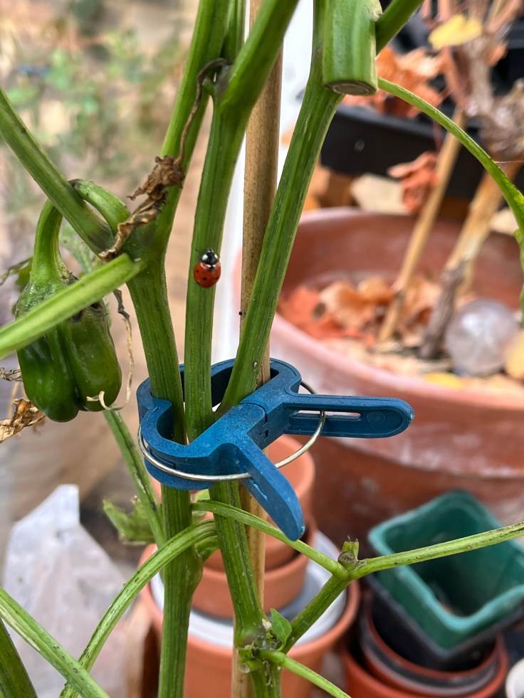 Closeup on a pepper plant bearing fruit and a ladybird on the stem illustrating that pollinators are essential in the garden