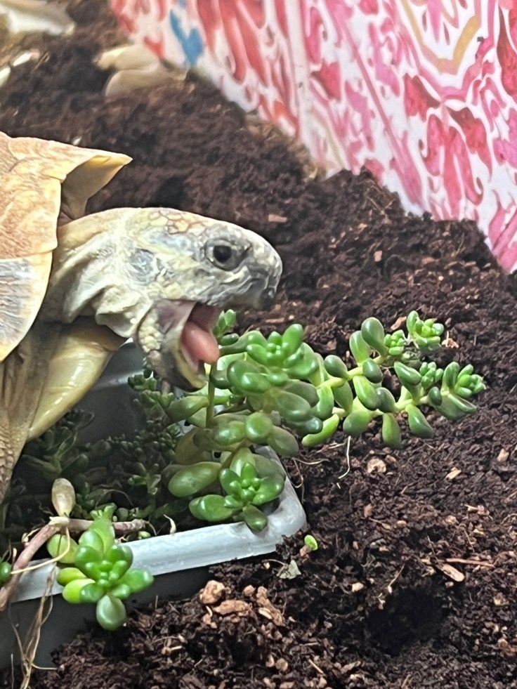 A Hermanns tortoise chomping on a small pot plant of sedum
