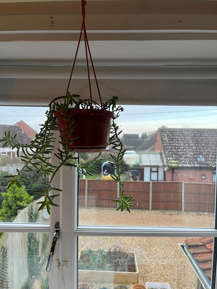Hanging planter of a burro's tail plant