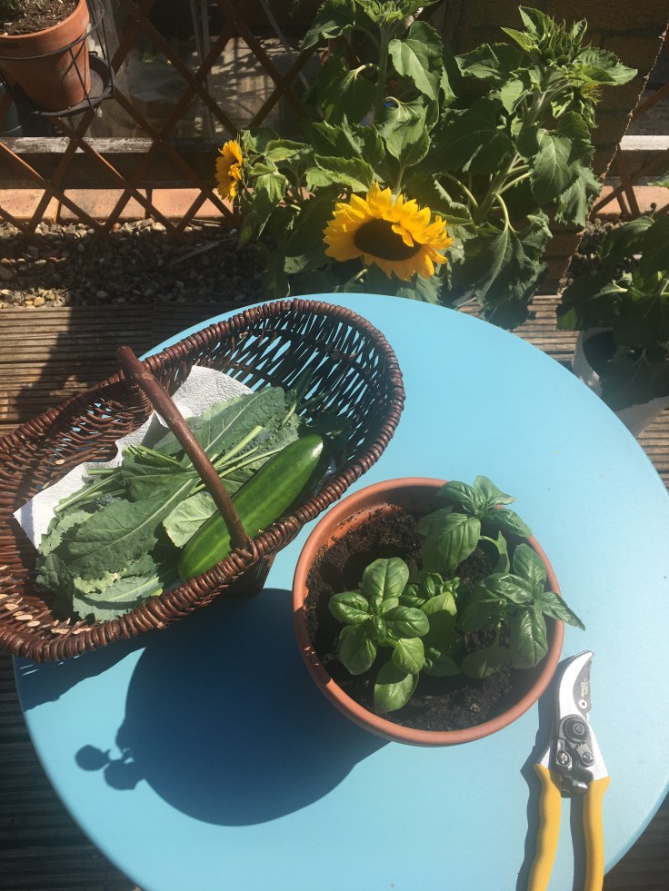 A trug on a table on the patio surrounded by pot plants, containing kale leaves and a cucumber. Next to is a basil plant in a terracotta pot.