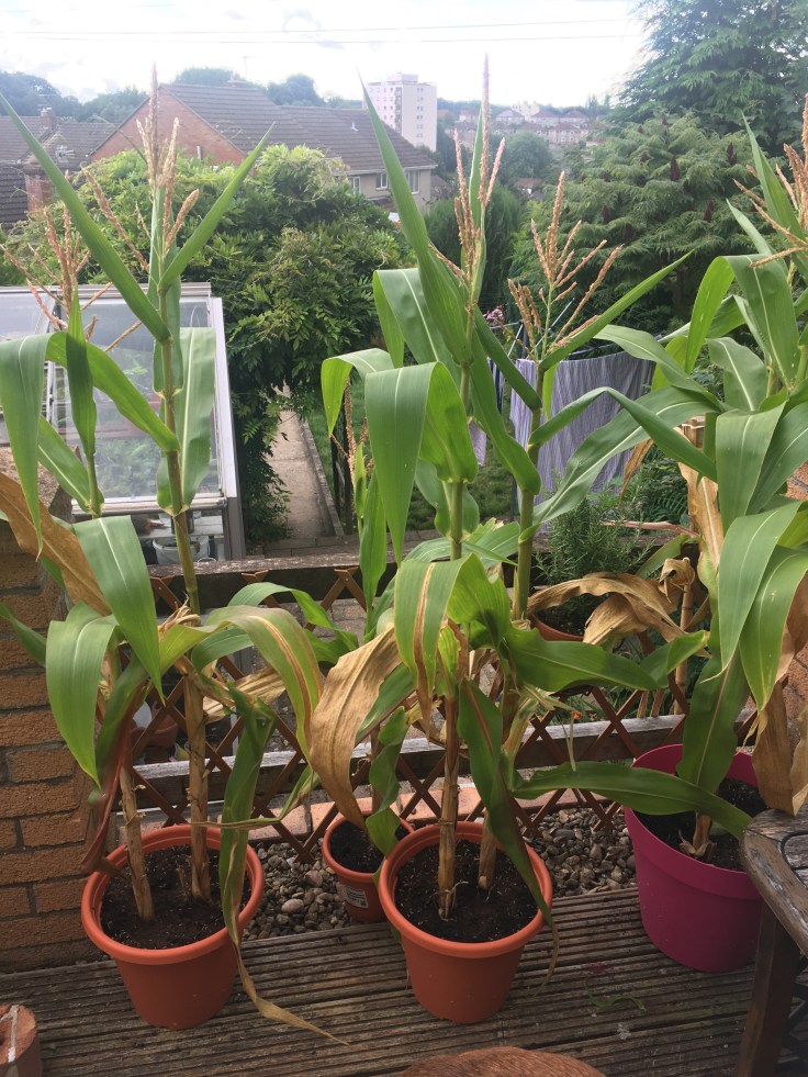 Sweetcorn grown in 3 large containers