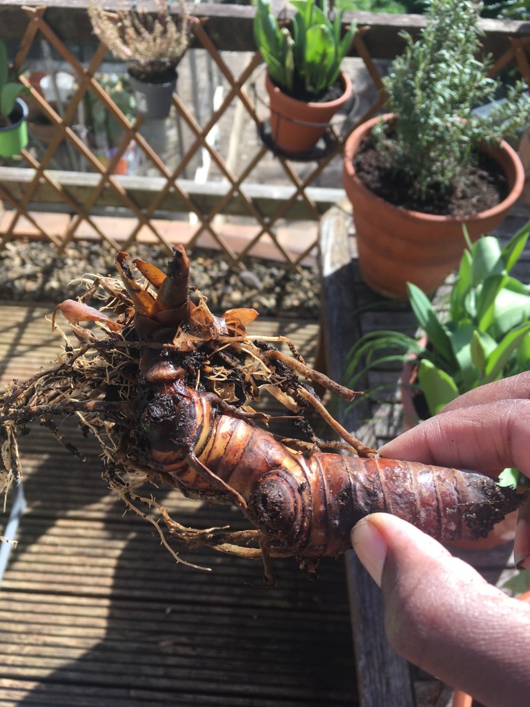 Freshly picked ginger