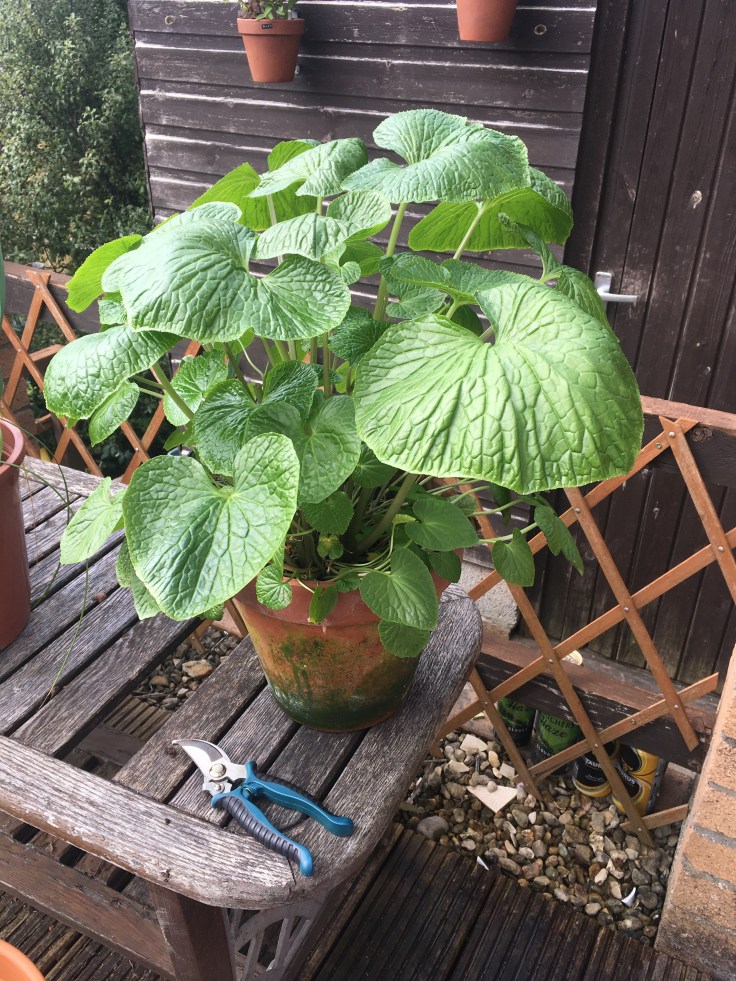 Pic of large wasabi plant in a big terracotta pot on a batio table.