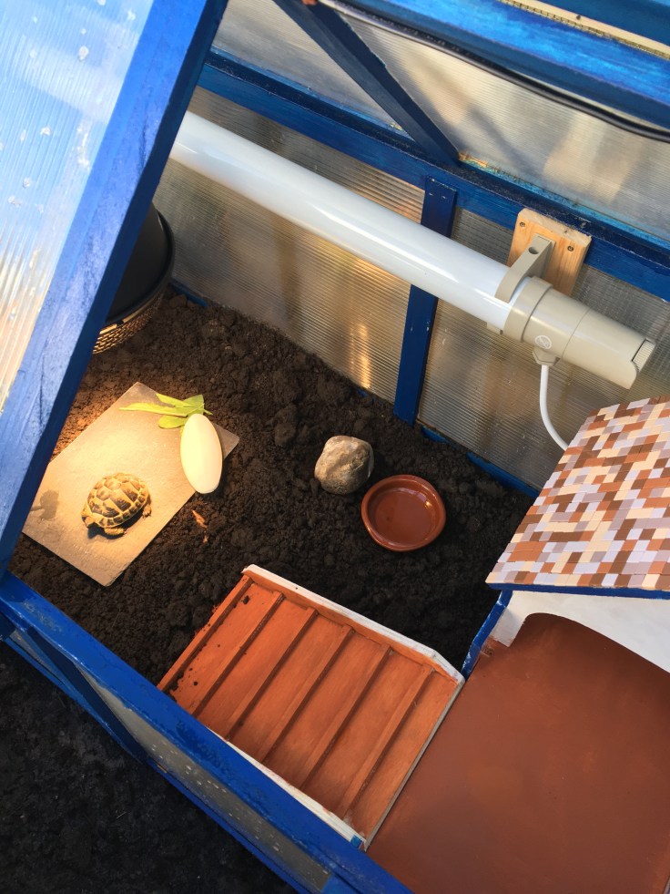 Inside of the tortoise greenhouse. A feeding slate, cuttlefish bone, a heat lamp with a small tortoise sunbathing under it. On the top of the greenhouse a tubular heater is mounted on one of the sides. There is a small tortoise house that has been painted terracotta with a ramp.