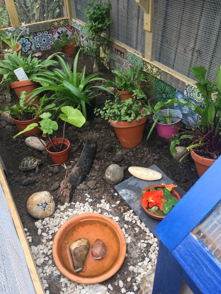Inside of the outdoors tortoise enclosure filled with tortoise friendly plants, rocks and logs.