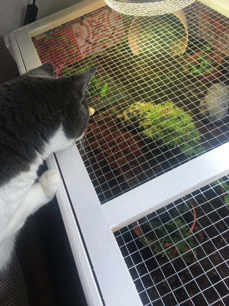 Close up of the tortoise table which has a mesh lid over the top. A grey and white cat is seen to be very curious as to what is inside of the table