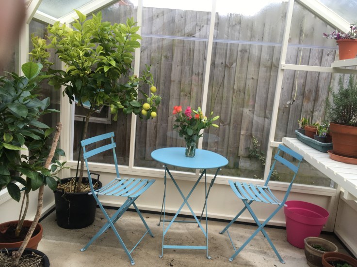 Blue bistro set in a greenhouse. A lemon tree in the corner
