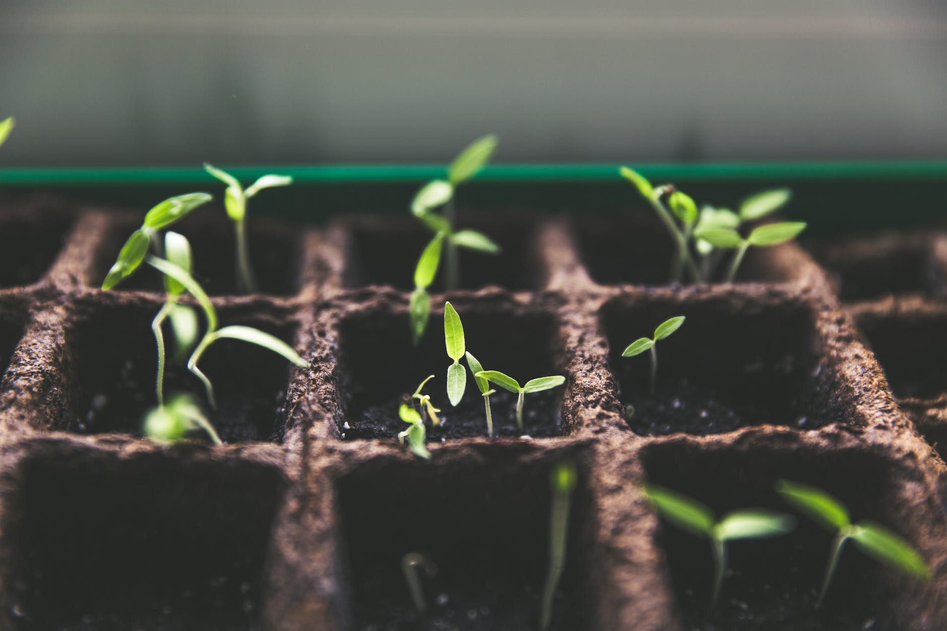 a compostable module tray with a few sprouted seeds showing cotyledon leaves.