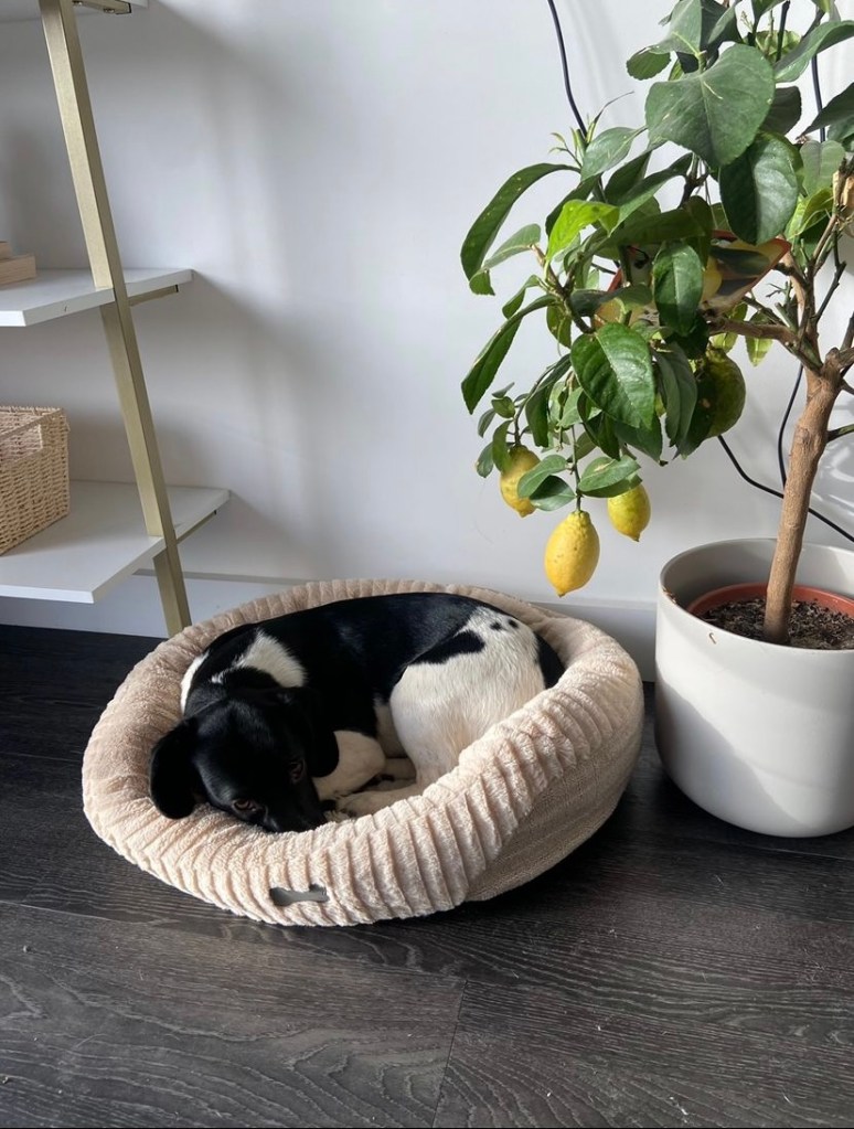 3 Lemons on a plant inside, next to a puppy in a donut dog bed.