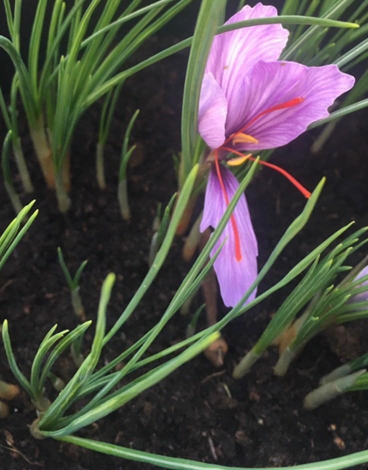 The saffron crocus flower.