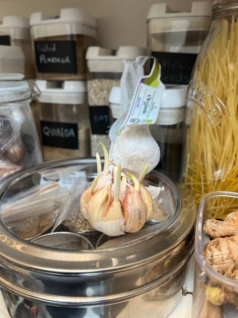 Sprouted garlic in the pantry.