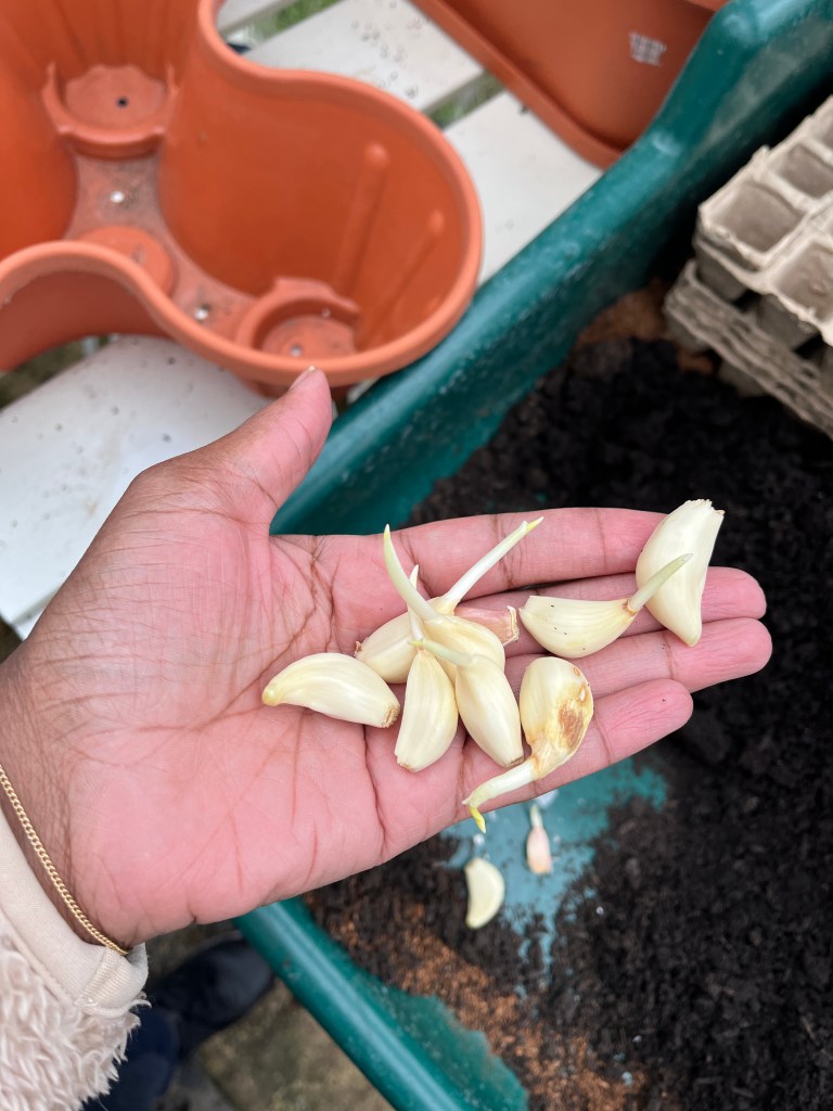 Sprouted cloves ready for planting in the palm of a hand.