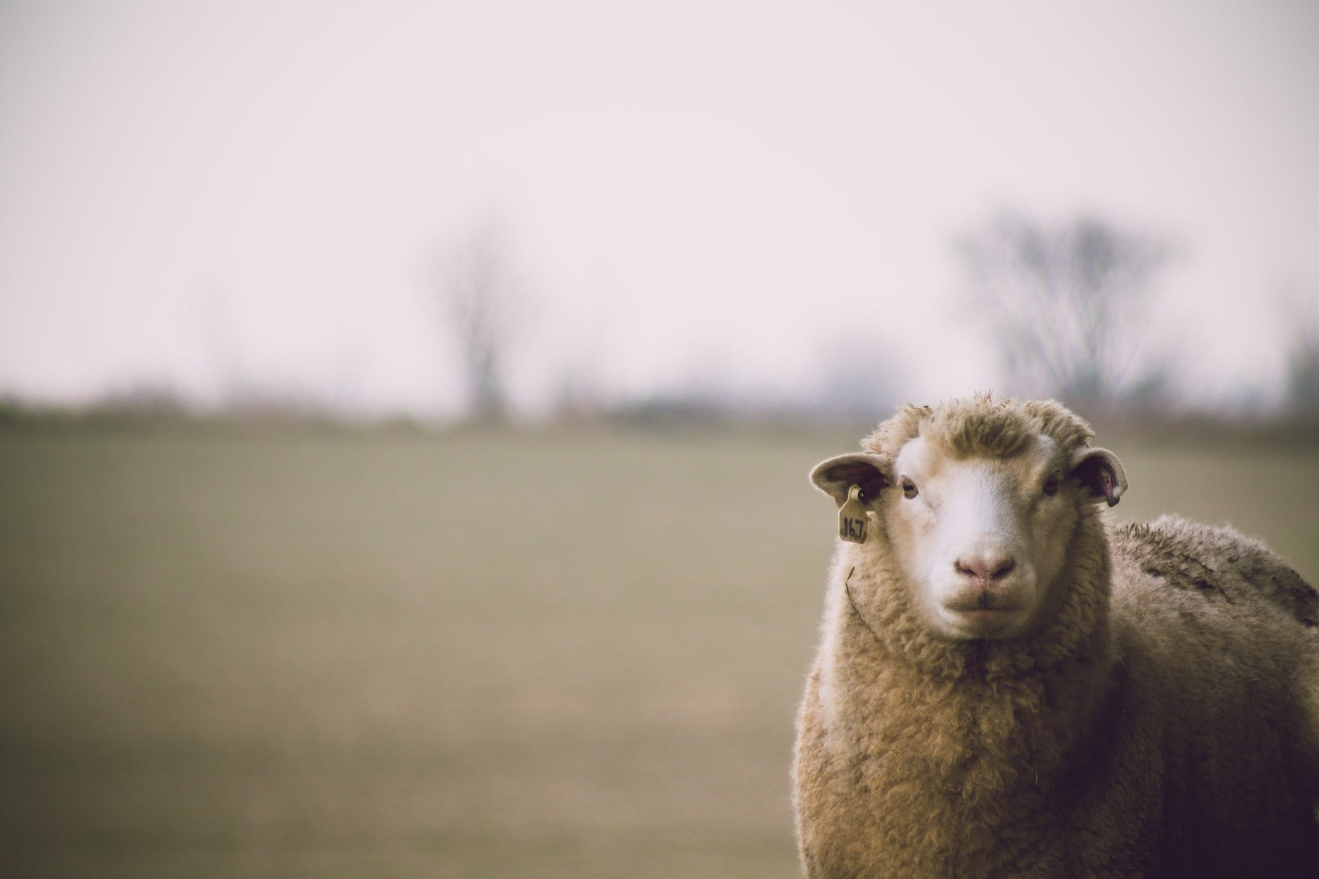 A lone sheep in a field staring at the camera