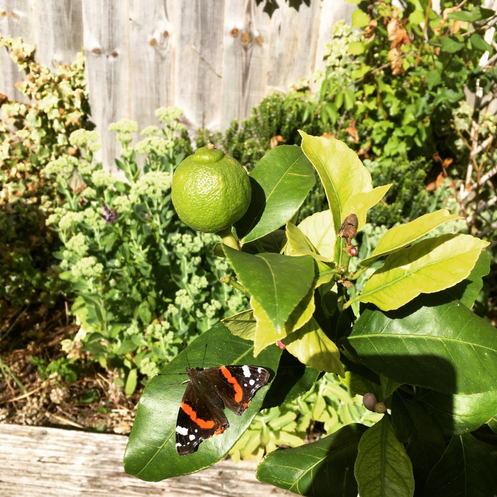 Red Admiral butterfly on a lime tree