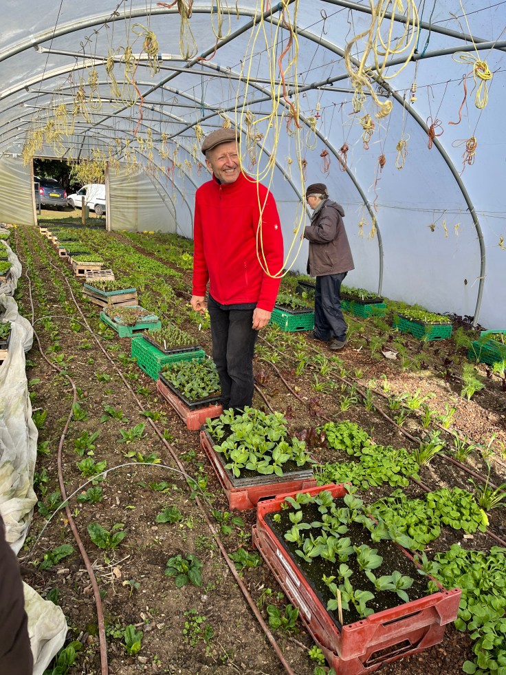 Dowding in a poly tunnel of salad greens.