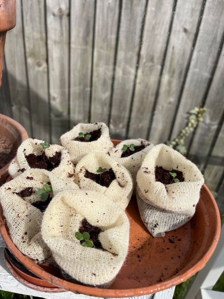 wool pots with seedlings