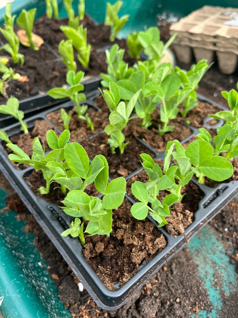 Young mange tout peas in seed cells ready to be planted out