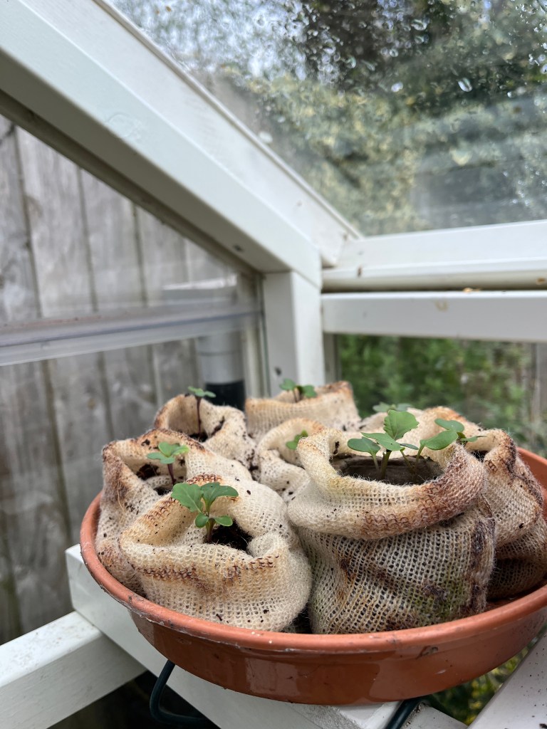 Wool Pots in the greenhouse with brassica seedlings.