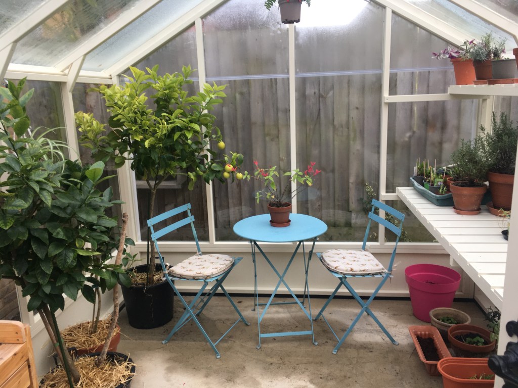 Citrus plants in a greenhouse next to a bistro set