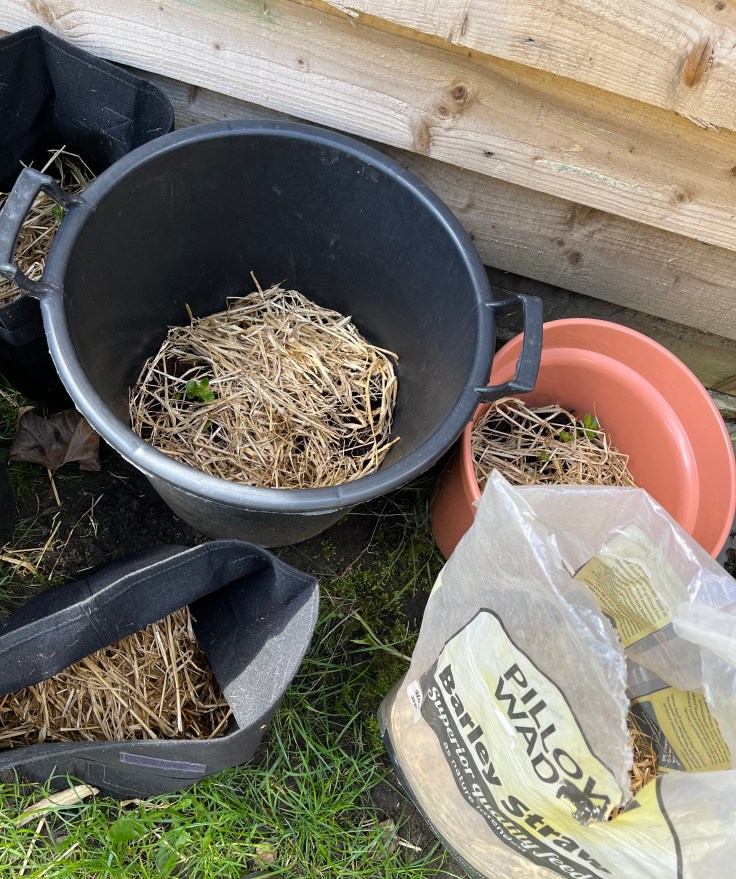 Potatoes to be earthed up with straw.