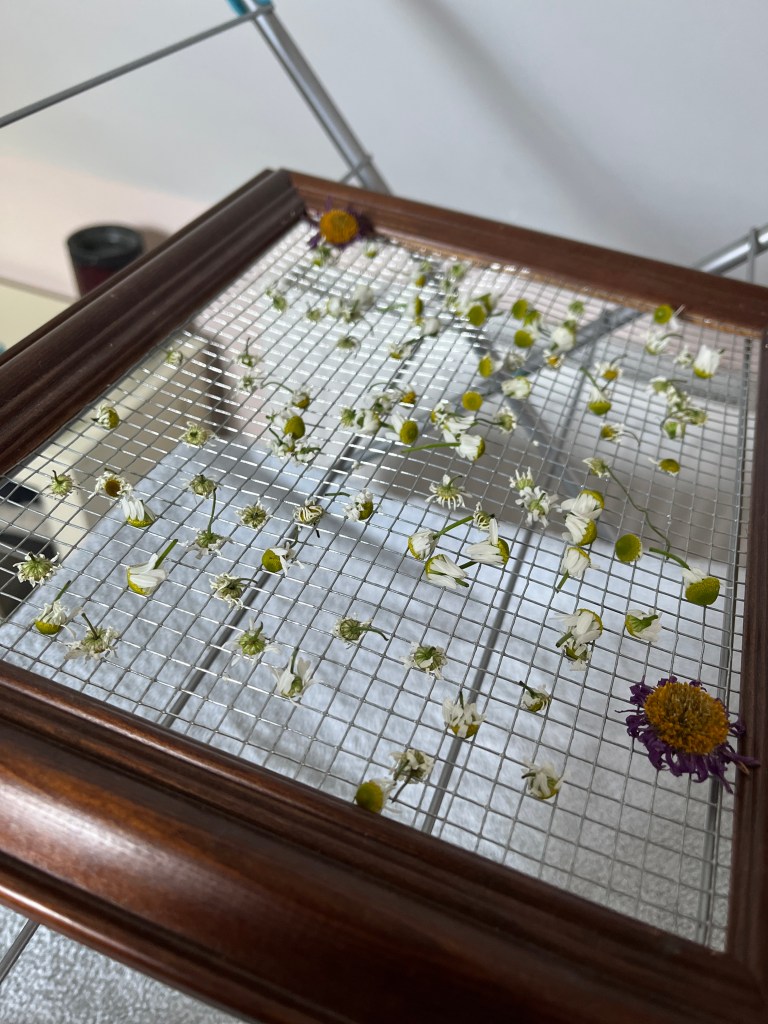 Chamomile flower buds drying on a home made drying rack