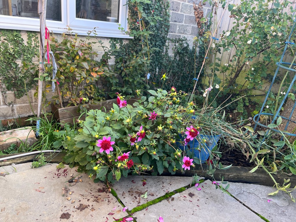 Dahlia flowers in the ground